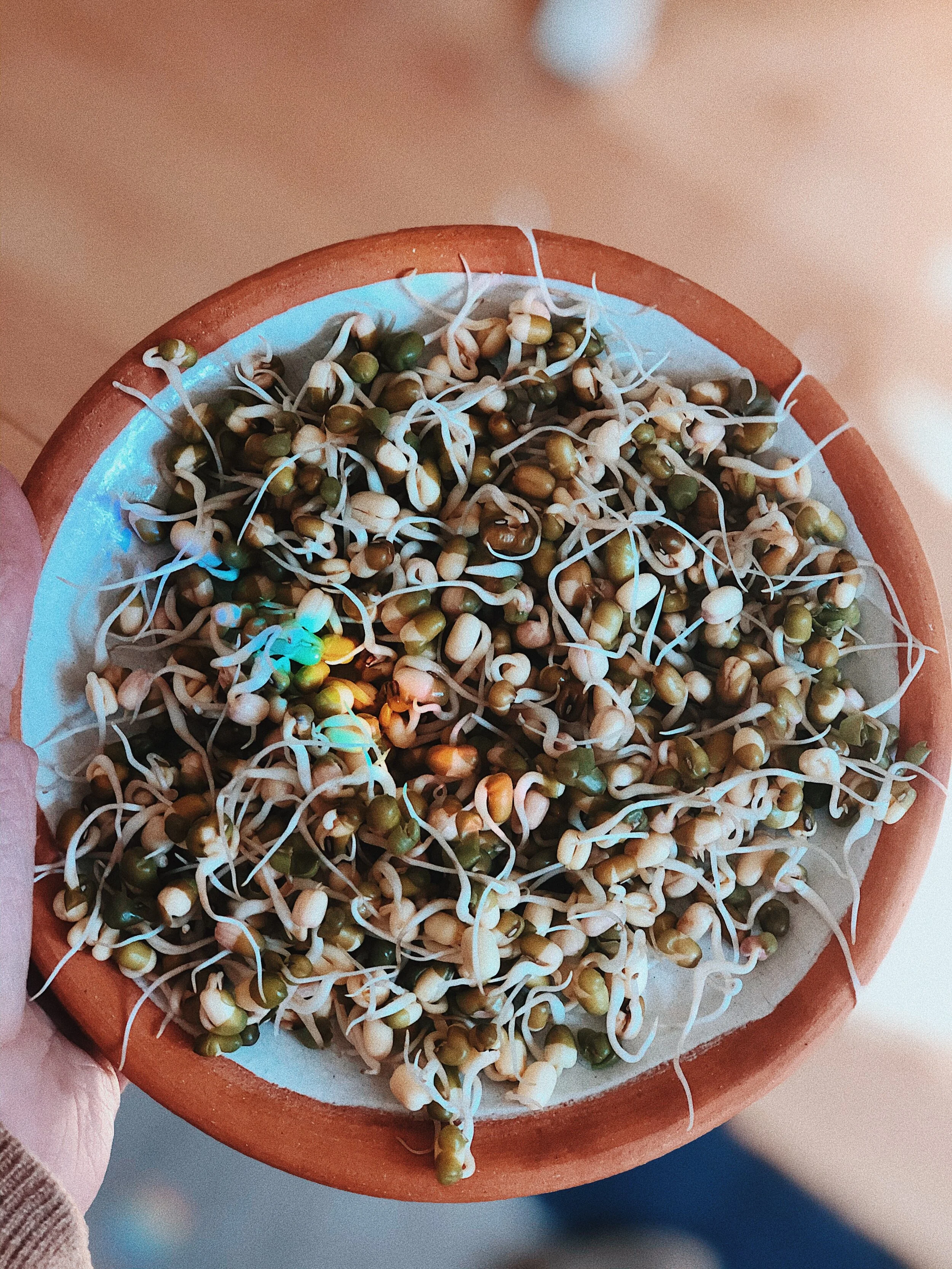 A Simple Guide to Sprouting 