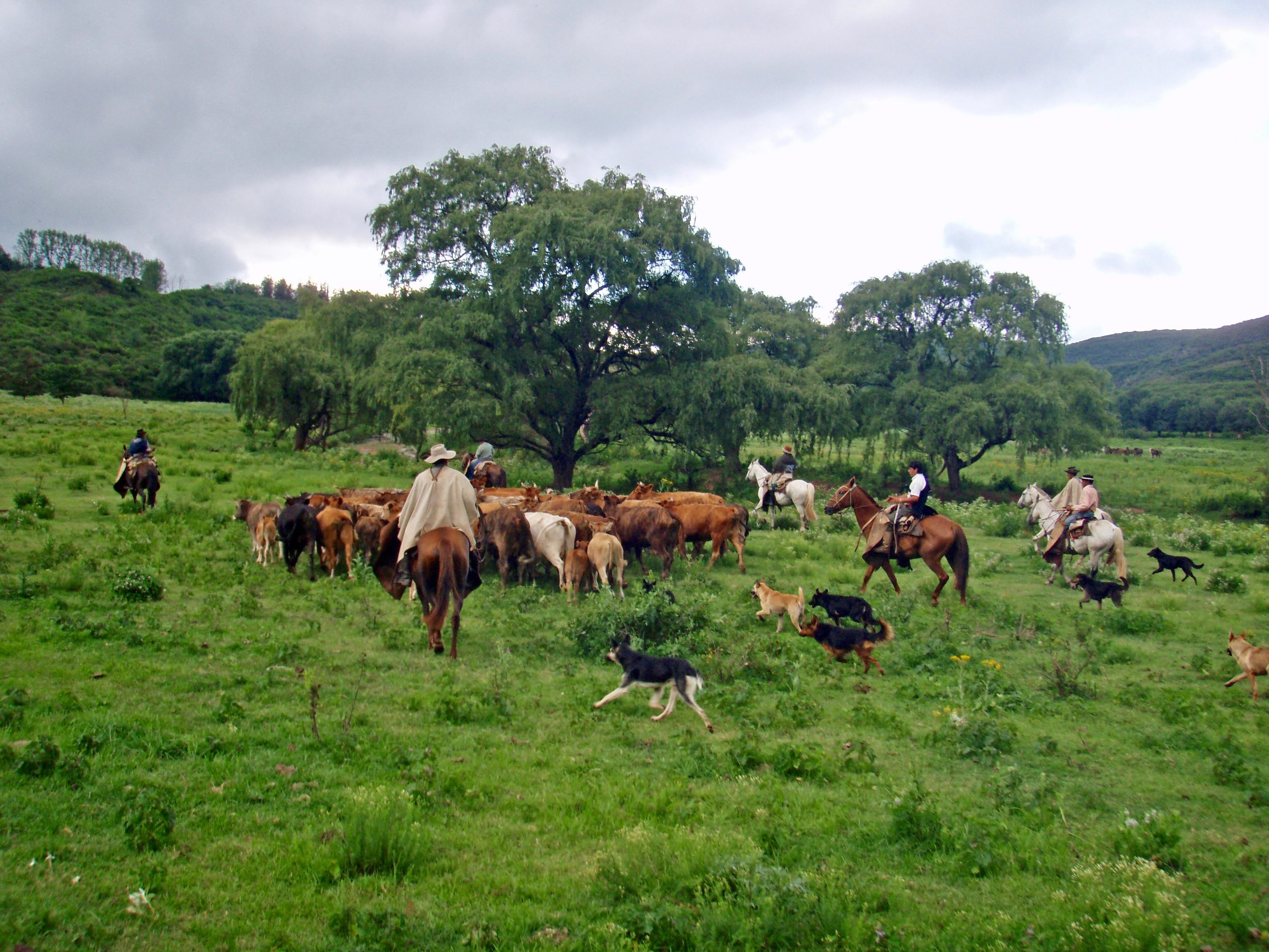 Argentina's Gaucho, Cattle Herding at an Estancia