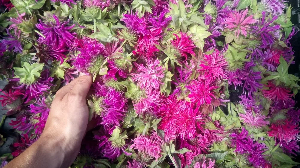 Ferme Terra Millefolia