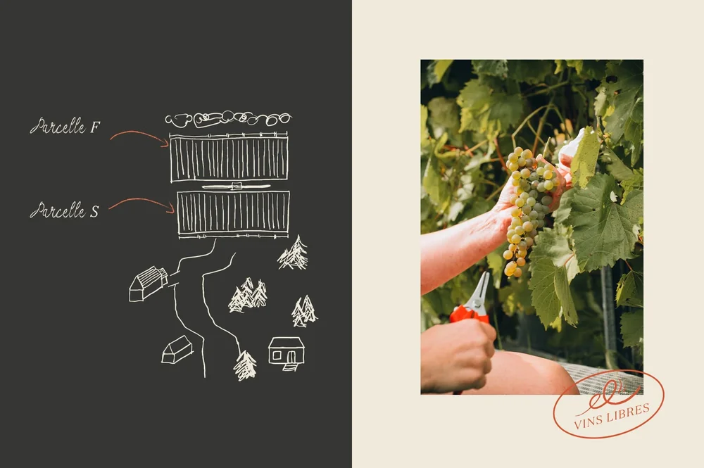 Vignoble Têtes au vent_3.jpeg