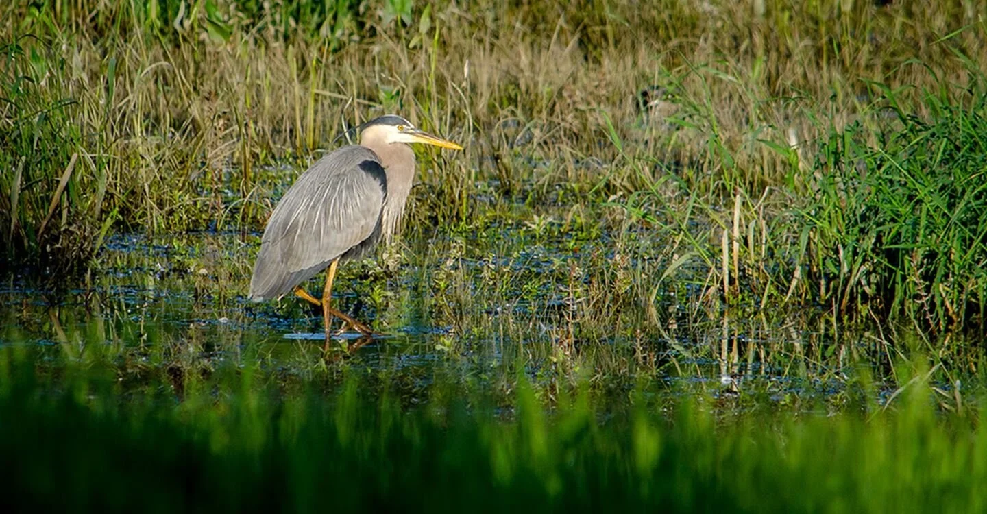 SCIRBI - Société de Conservation, d'Interprétation et de Recherche de Berthier et ses Îles