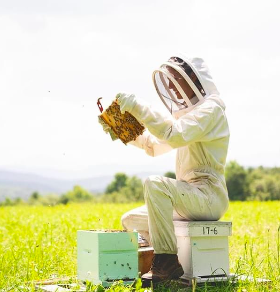 Miel l’été doré