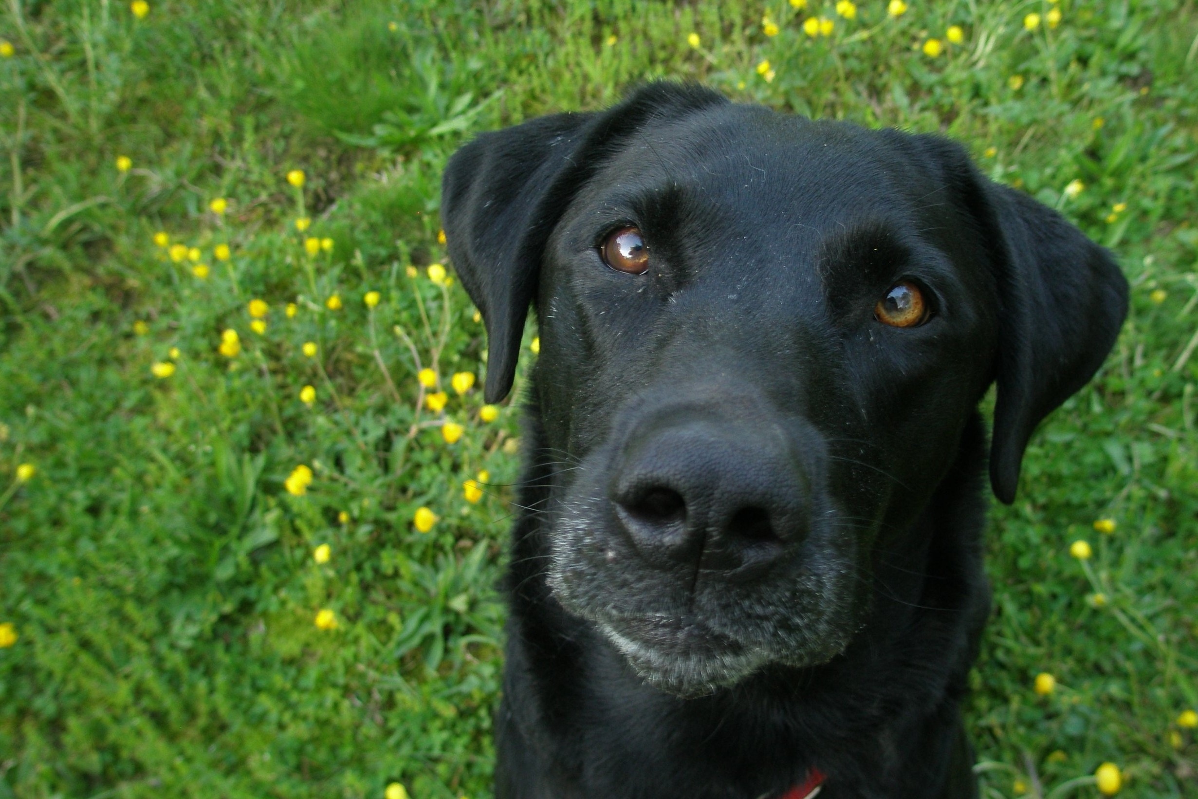 Black.Lab.Buttercups.jpg