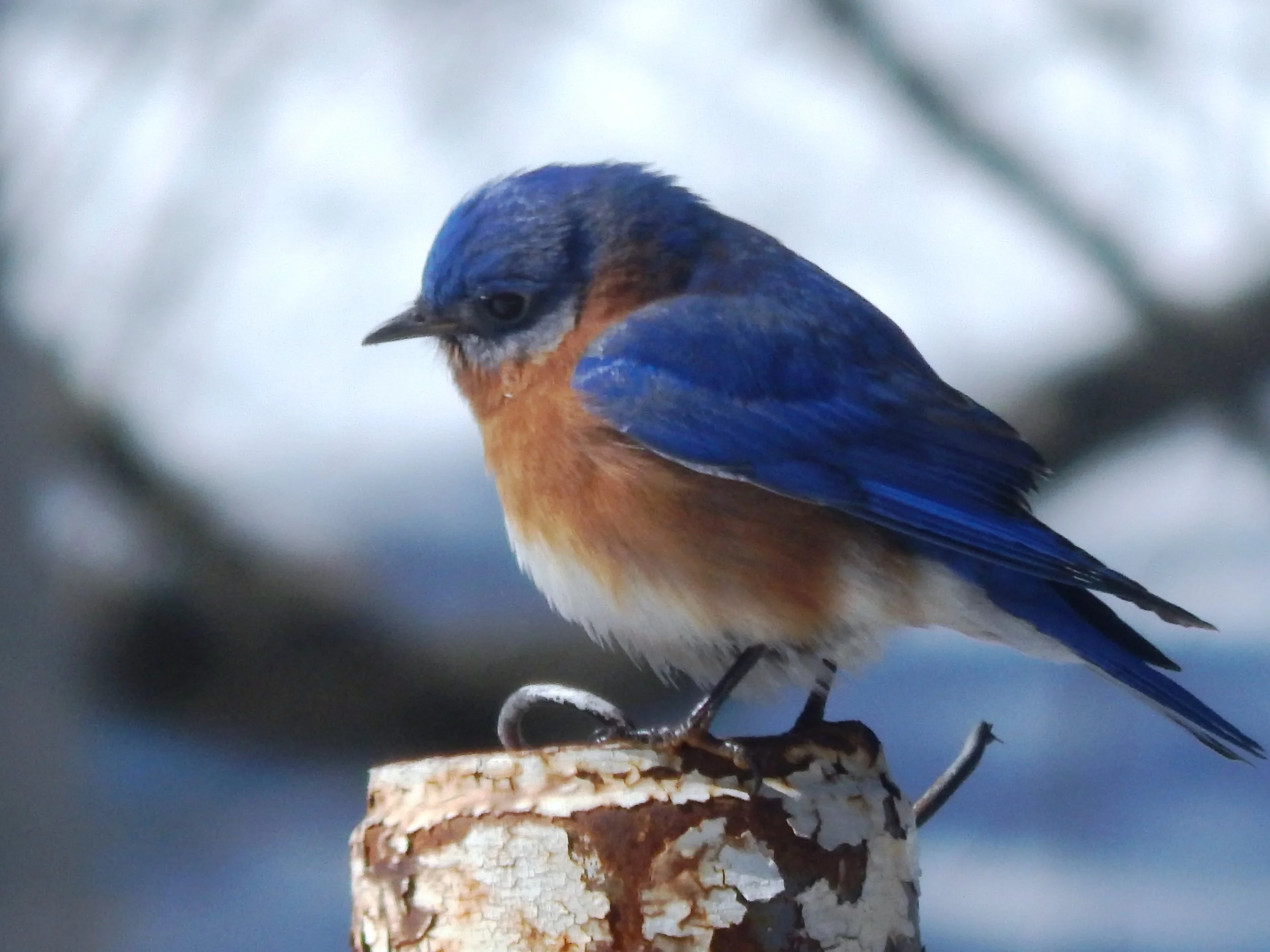 Bluebird.Quote.Top.jpg