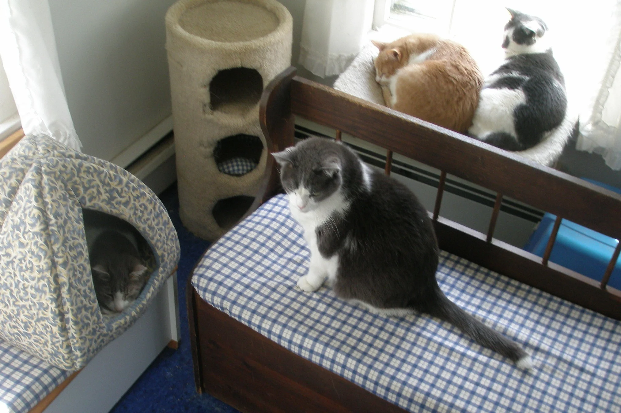 Kitty+Corner.jpg