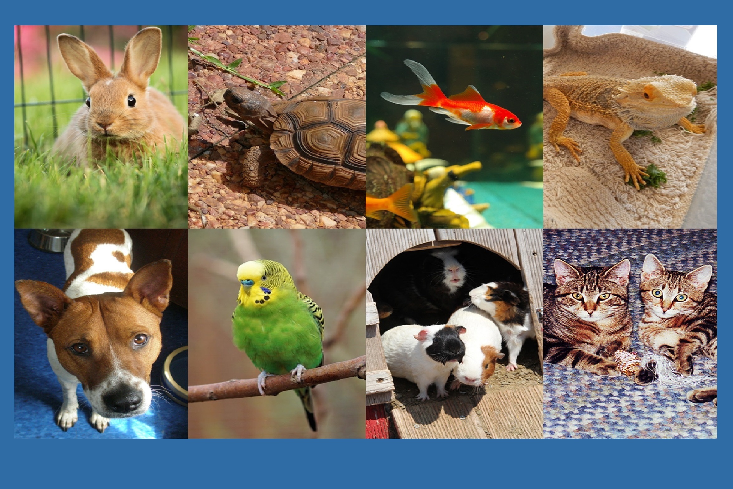 Pick.a.Pet.jpg