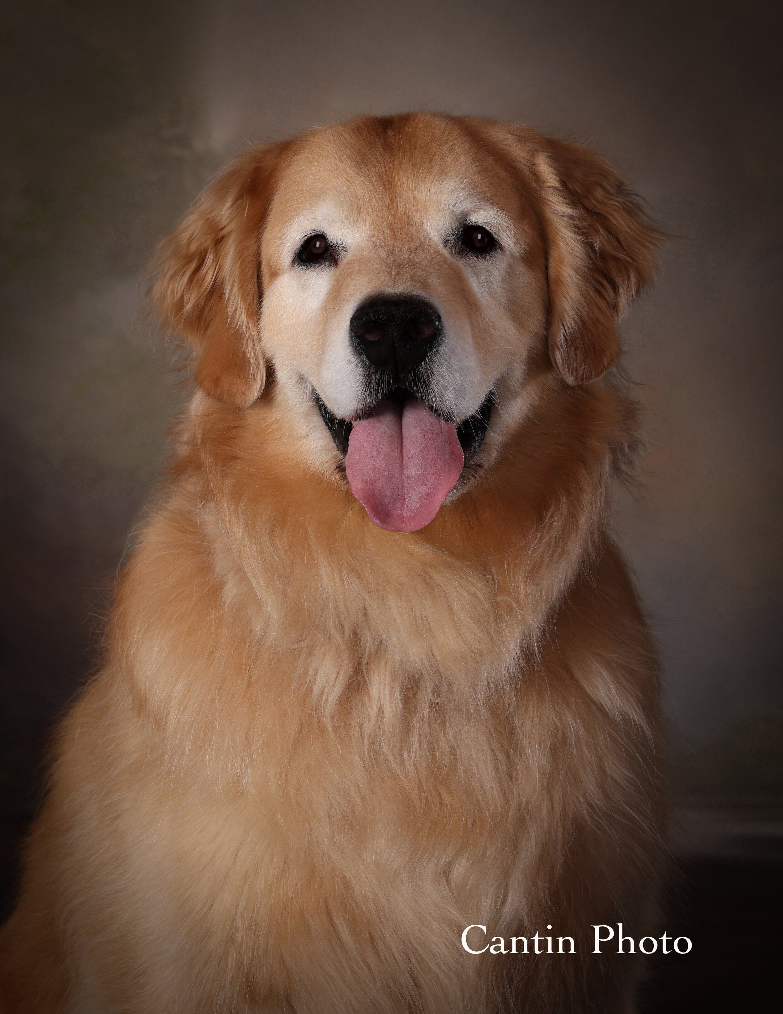 Golden.Retriever.Cantin.Photography.FPA.Photo.Contest.jpg