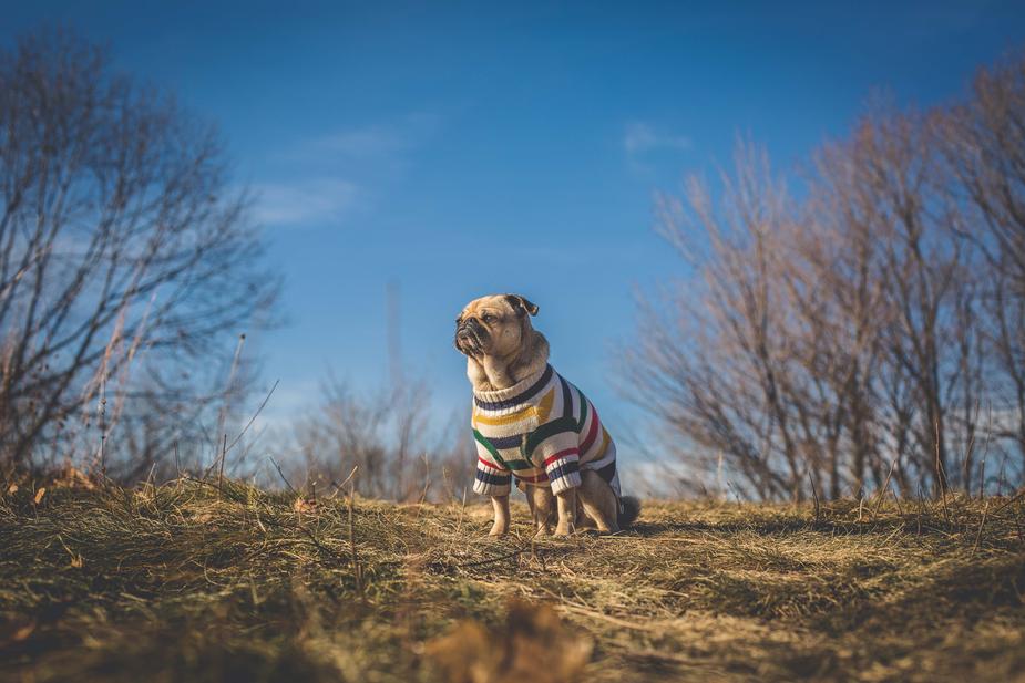 pug-dog-looks-at-sun-and-future_925x.jpg