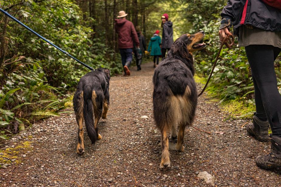 forest holidays with dogs