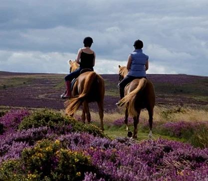 Horse riding in the New Forest
