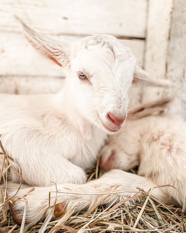 There&rsquo;s been a lot of action around here lately. Please meet Holly and her sleeping brother Huxley! They are the fluffiest and sweetest things. You can check out their birth story in our &ldquo;stories&rdquo;.