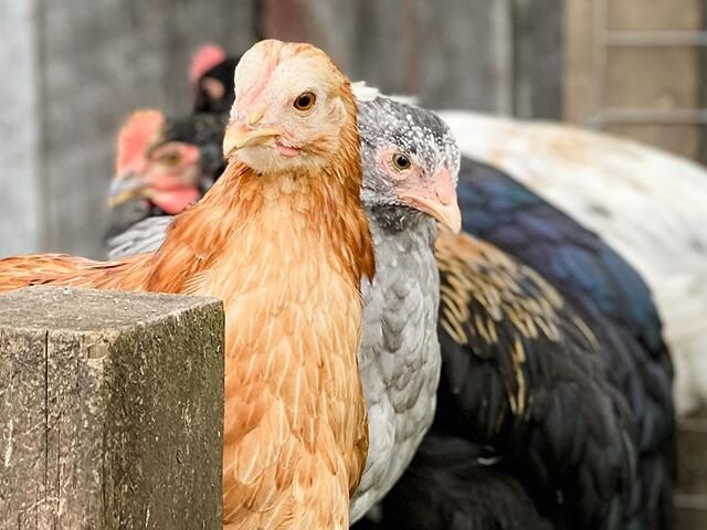 Teenagers. Safety in numbers. They absolutely love this perch.