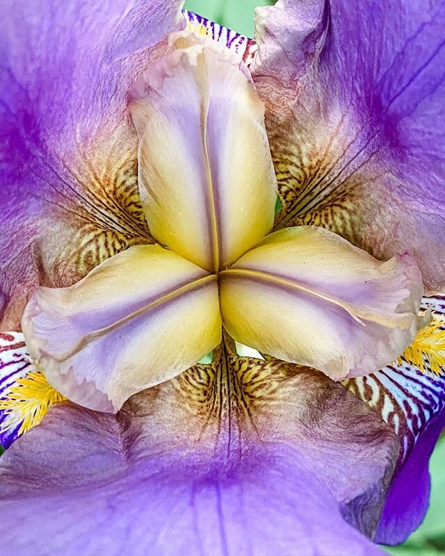I get pulled to post a picture of at least one of our iris&rsquo;s each year. Nature. It&rsquo;s beyond words.