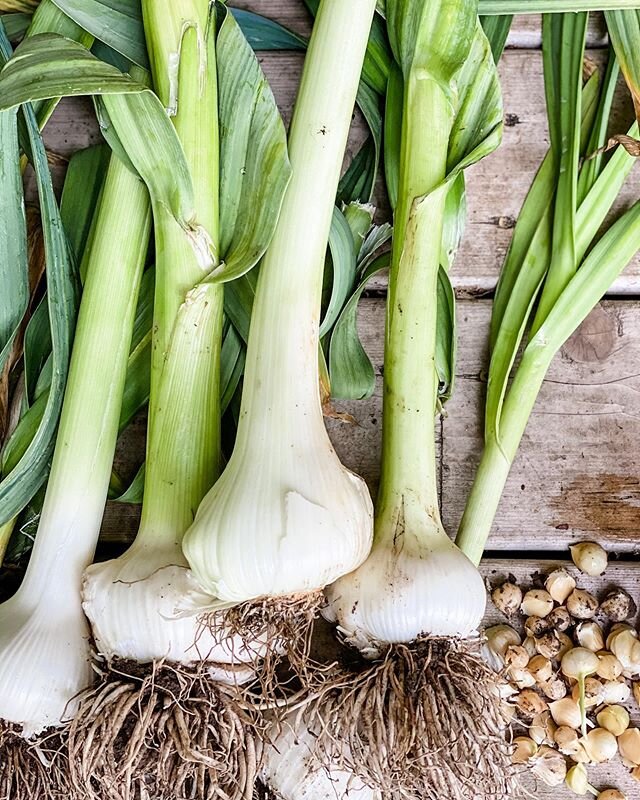 Leek season is upon us. You can also see what I call &ldquo;leek babies&rdquo; which grow off of the primary stalk. The babies will be placed back in the soil this fall.  You can find our leeks in the farmstand now.