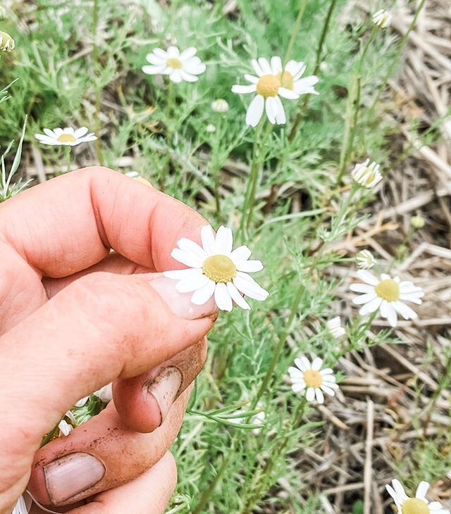 The season has arrived for harvesting one of my favourite herbs. I steep dried chamomile flowers for tea nearly every night before bed 💚