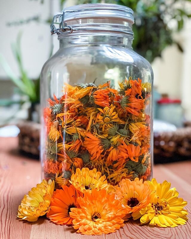 Calendula, as always around this time of year, is all over our gardens. I let it self seed year after year and I continuously marvel at its colours. Medicinally it has uses both internally and externally - from supporting the immune system to assisti