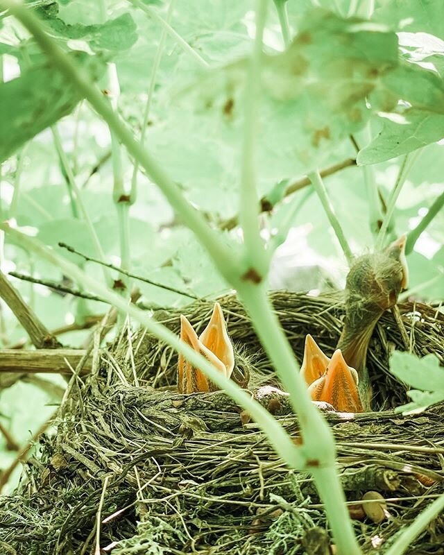 Quite the treat to spot these wee robins nestled in our grape vines 💕