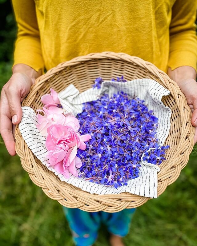 The gardens are exploding with edible flowers right now. Some we eat fresh while others we dry primarily to be used as tea blends or to be sold. #rose #borage