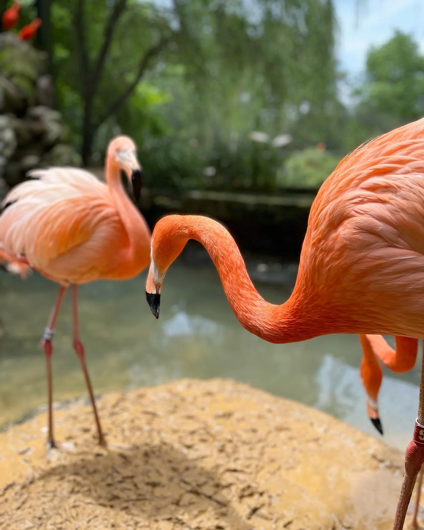 Discover Halifax, North Carolina: Sylvan Heights Bird Park 
