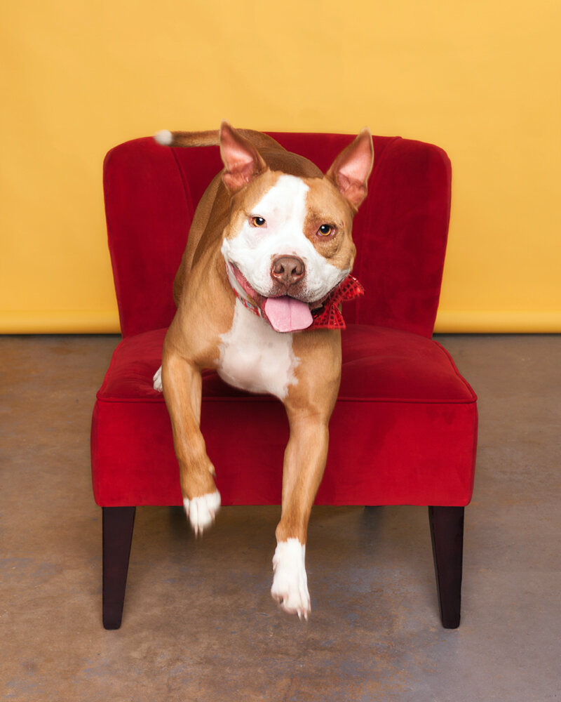 pet-photography-jacksonville-rescue-dogs