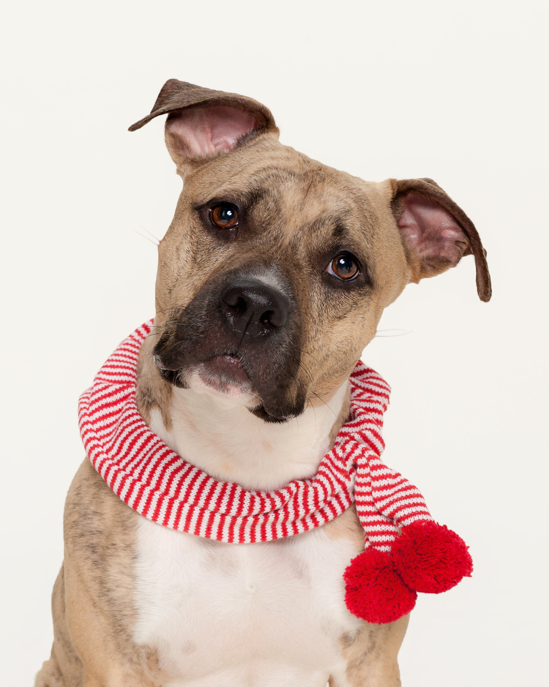 pet-photography-dog-scarf-christmas-jacksonville