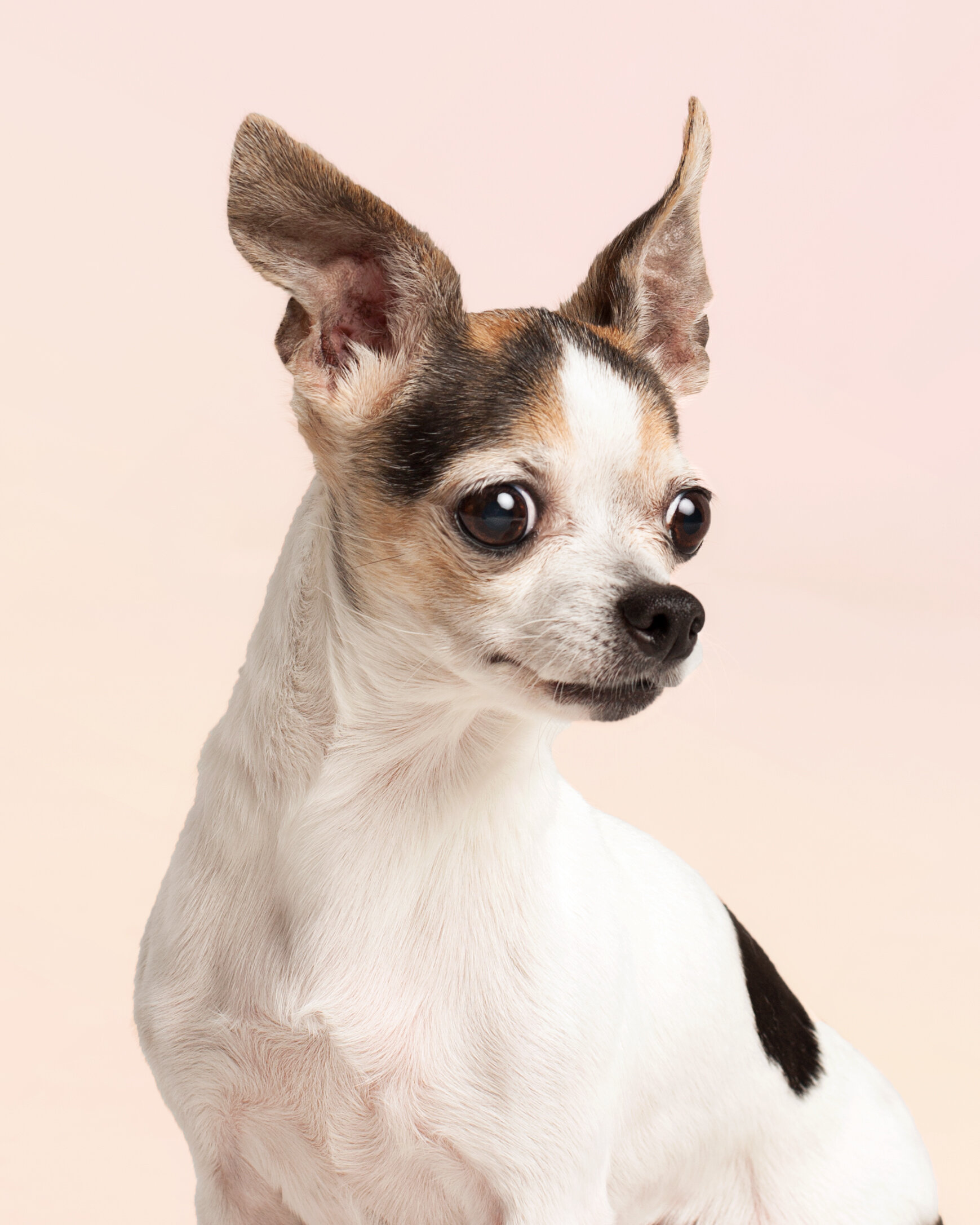 jacksonville-chihuahua-pet-photography