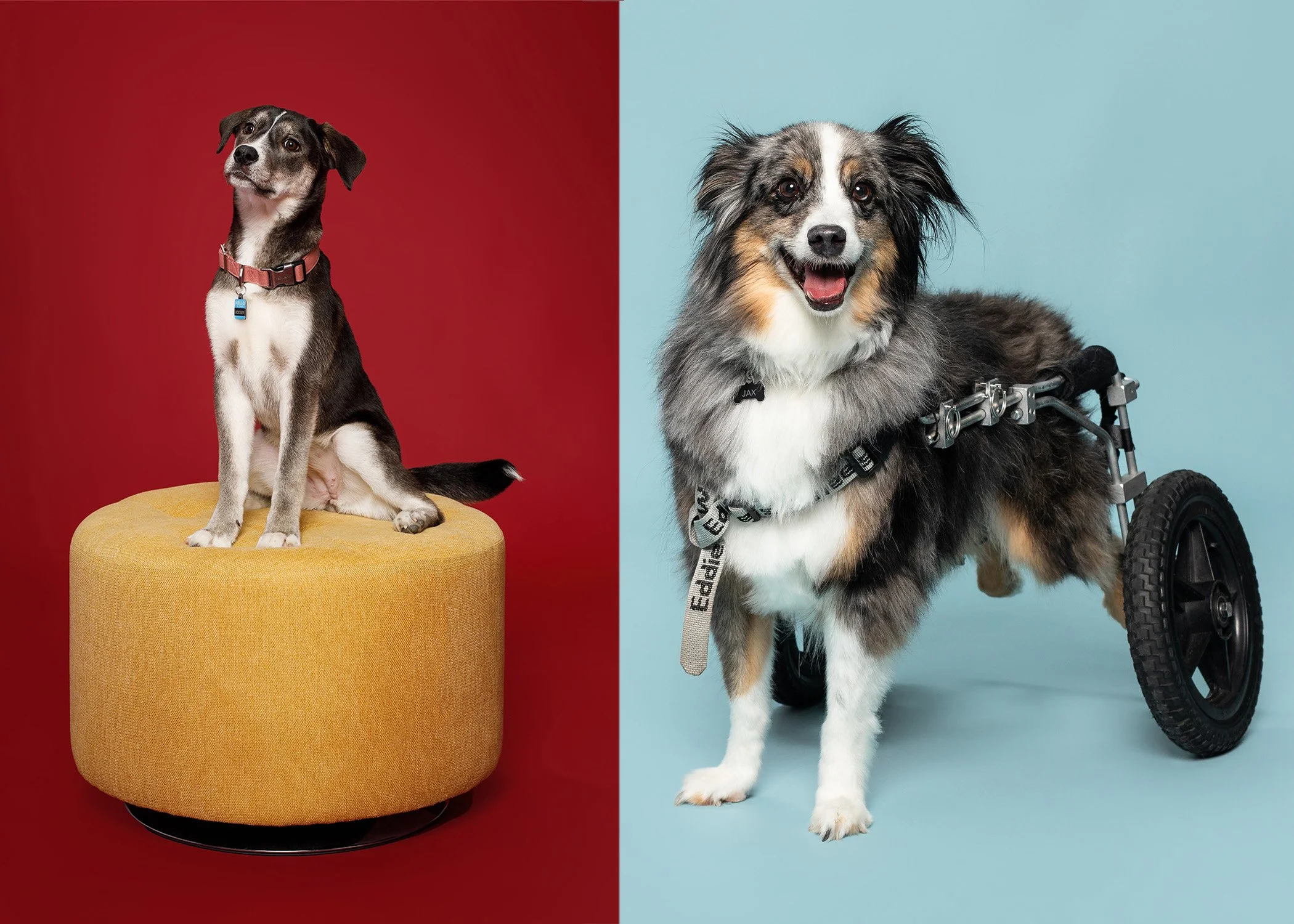 Best-Pet-Photographer-Dogs-Jacksonville