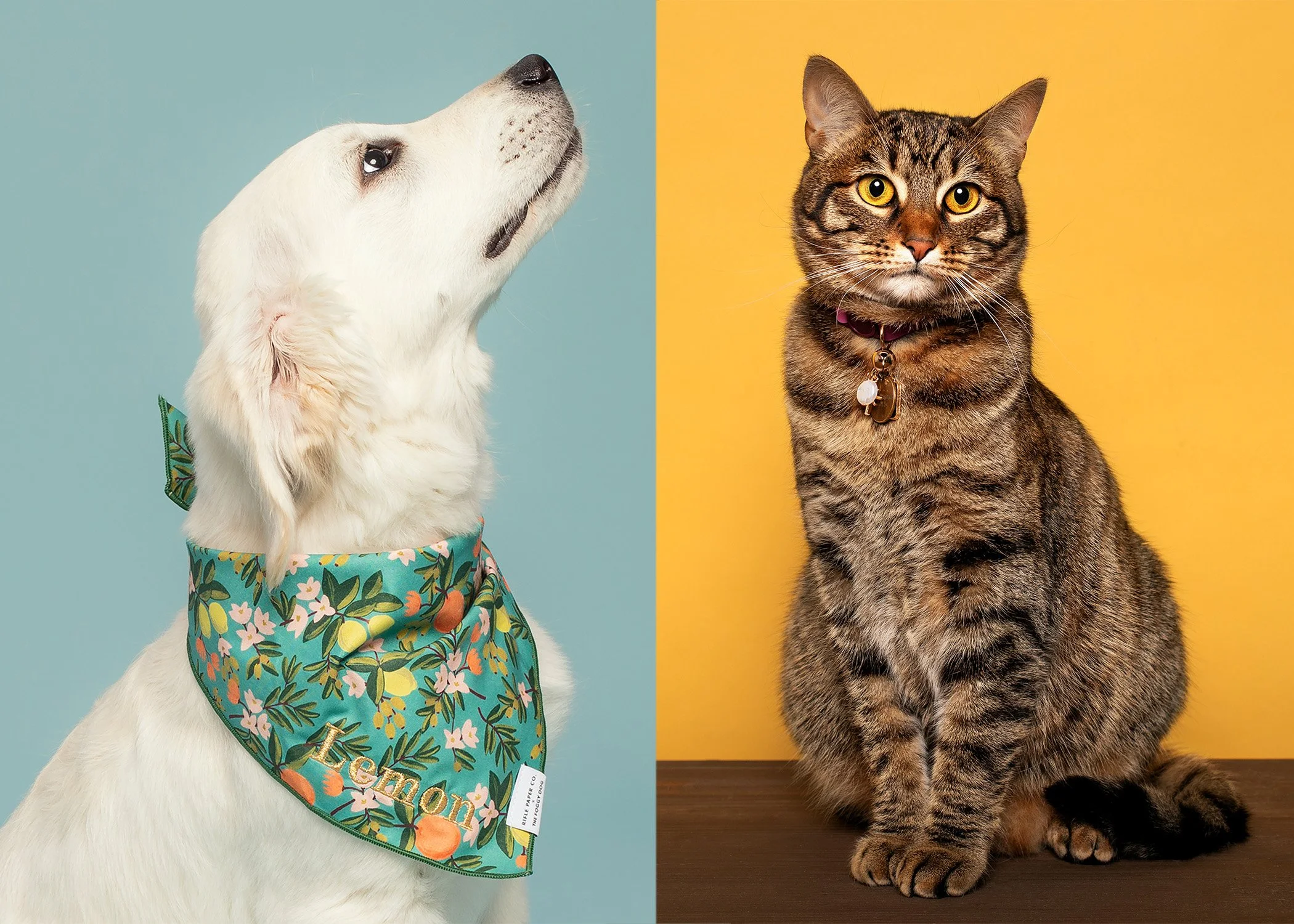 Cat-Photography-Jacksonville-Photographer-AZPhotoJax
