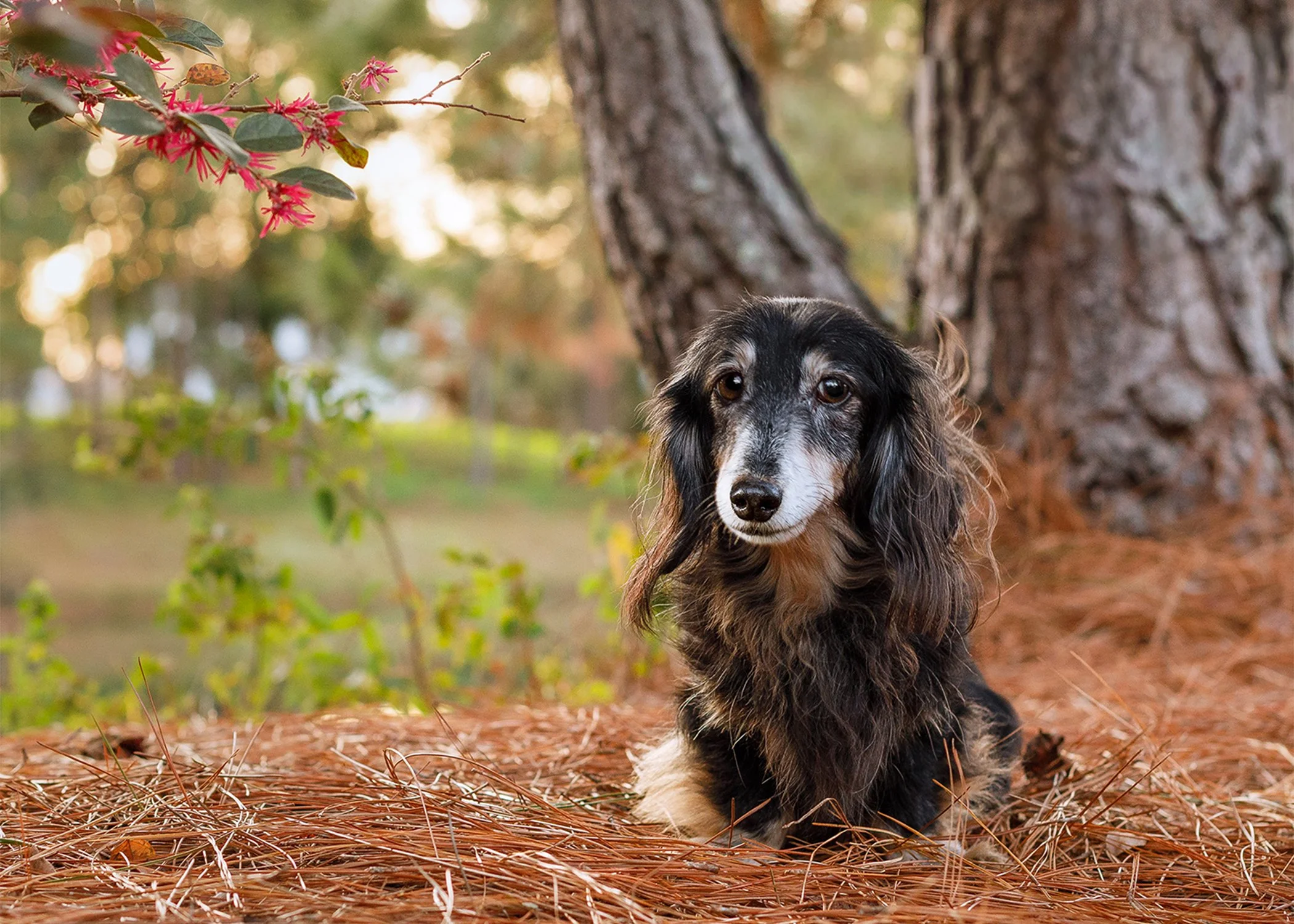 Elder-Dog-Photography-Jacksonville-AZPhotoJax