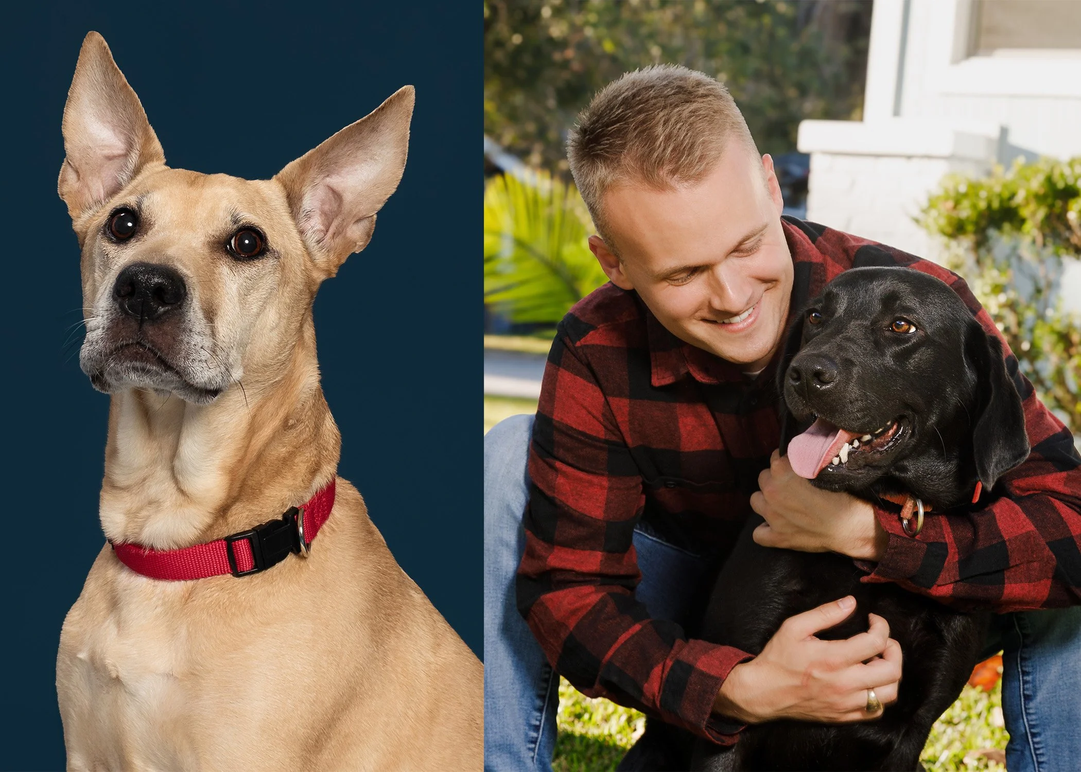 Jacksonville-Best-Dog-Photographer-AZPhotoJax