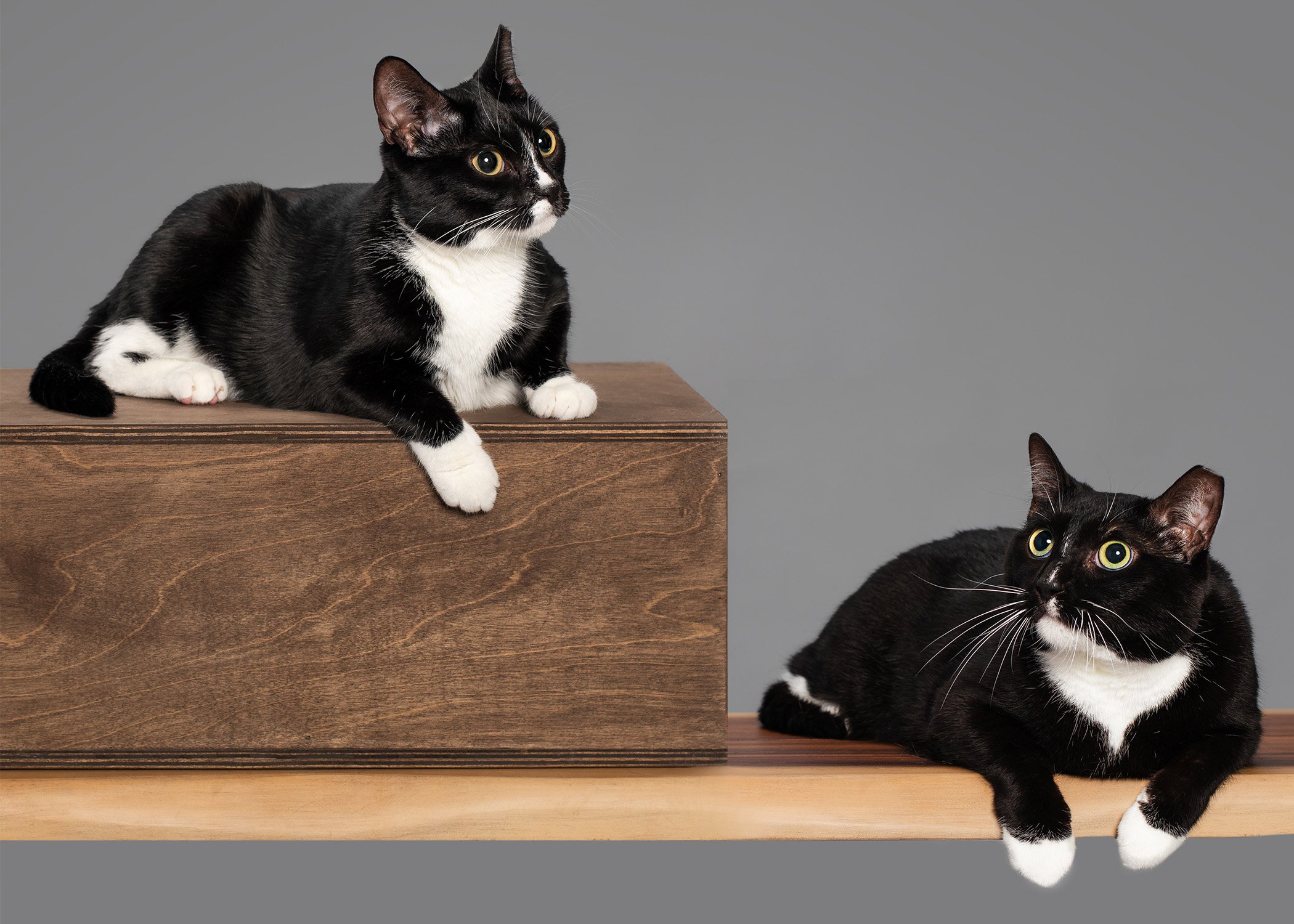 Jacksonville-Cat-Photography-AZPhotoJax