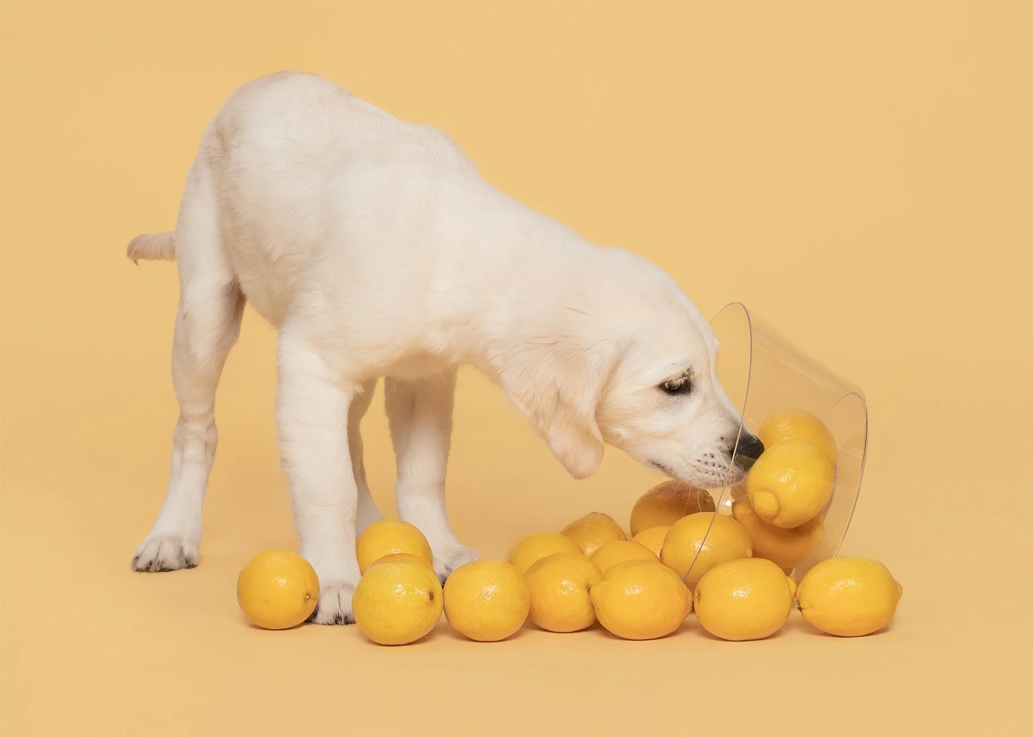 Jacksonville-Puppy-Photography-AZPhotoJax