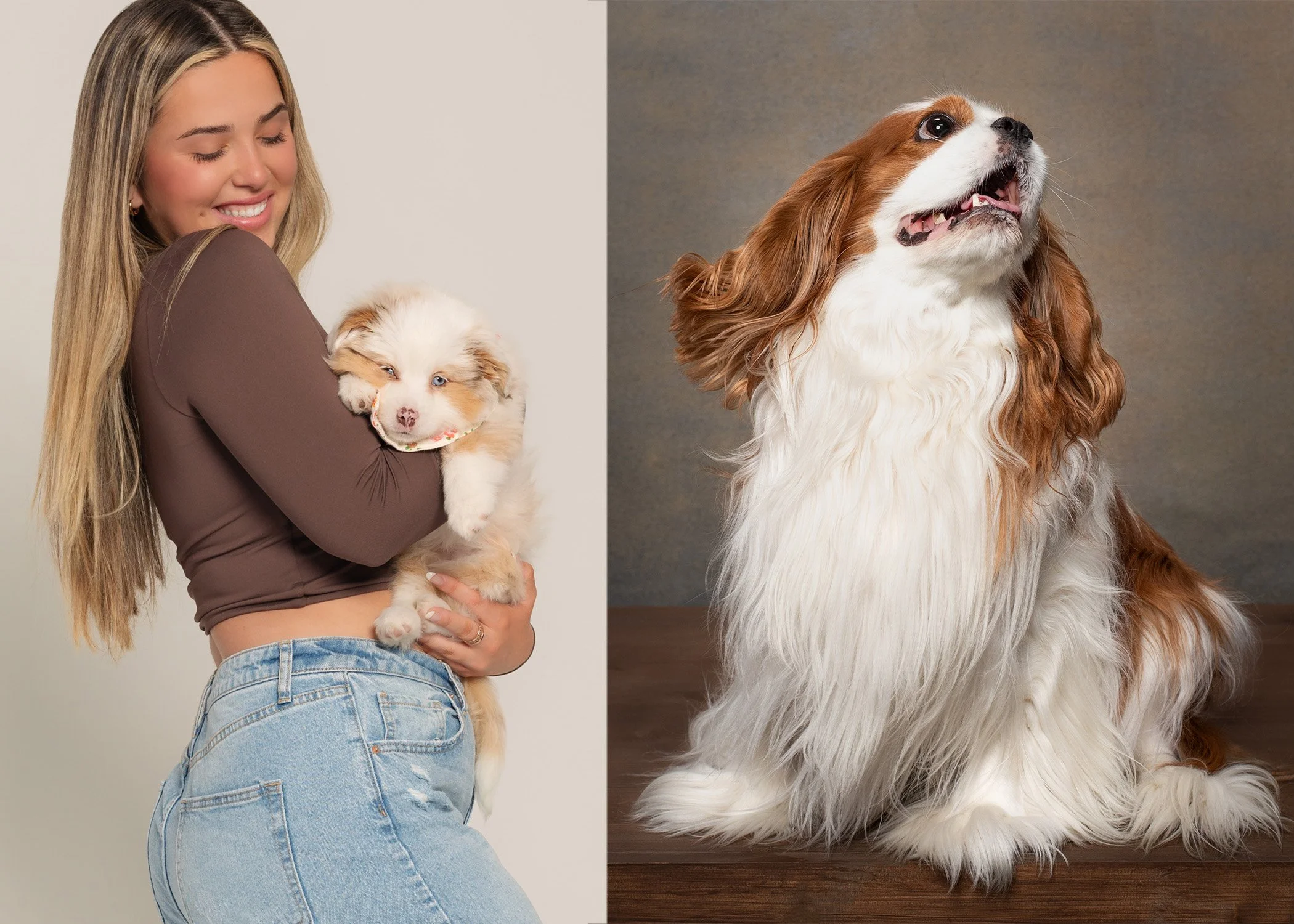 Puppy-Photographer-Jacksonville-Aussie-Cavalier