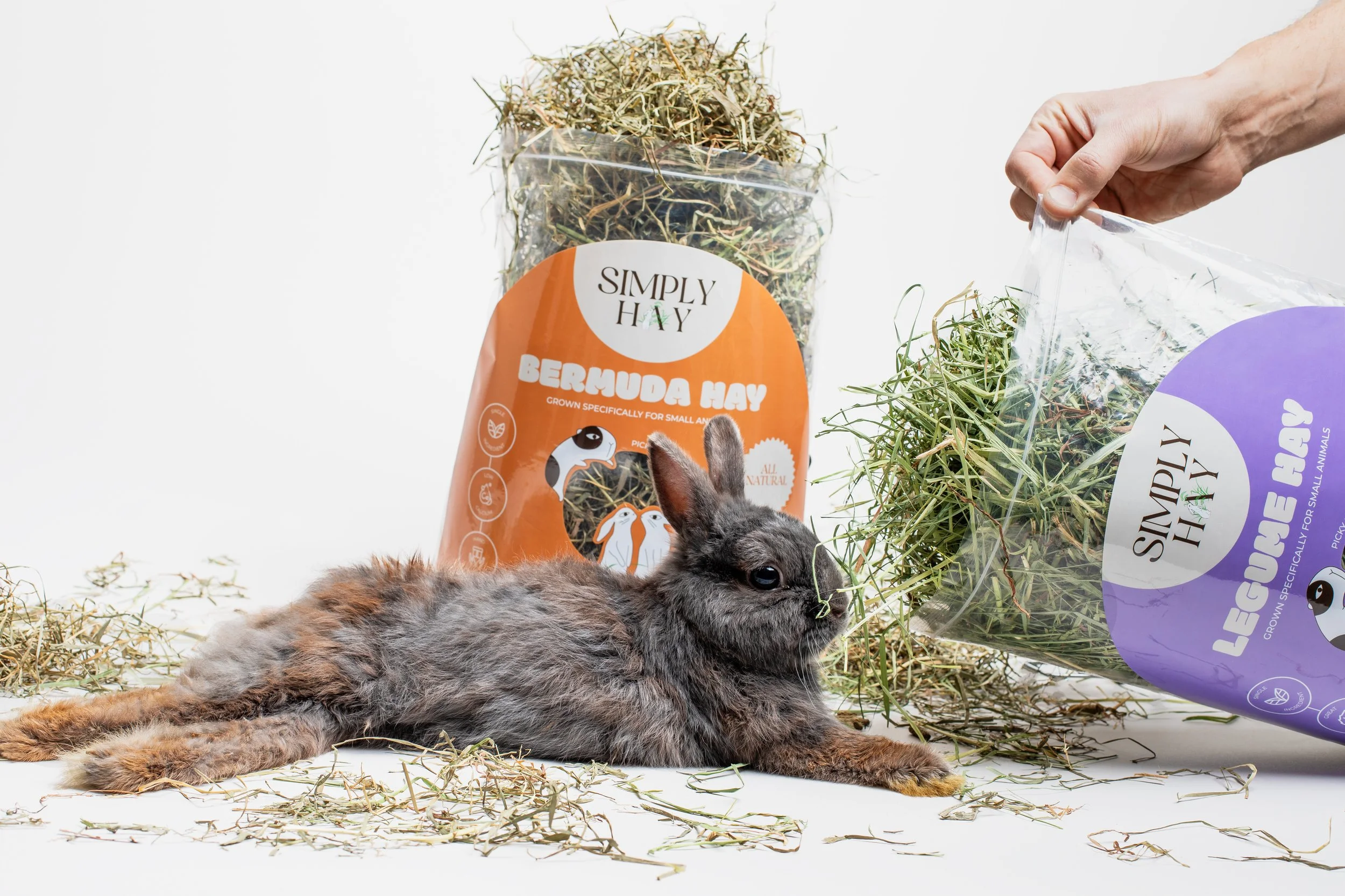 acksonville-Pet-Brand-Photographer-AZPhotoJax
