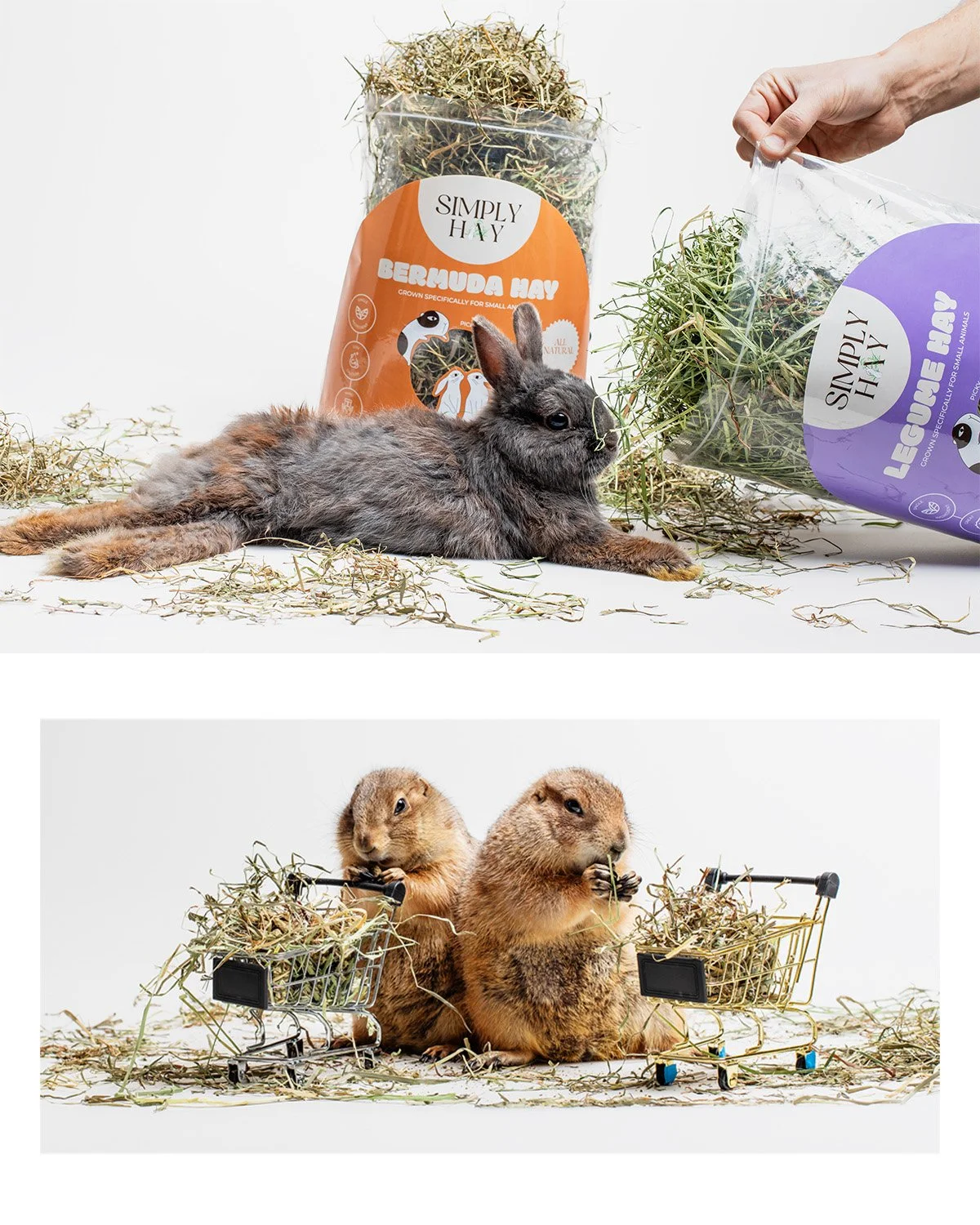 Professional photos of rabbit and prairie dogs eating bermuda hay