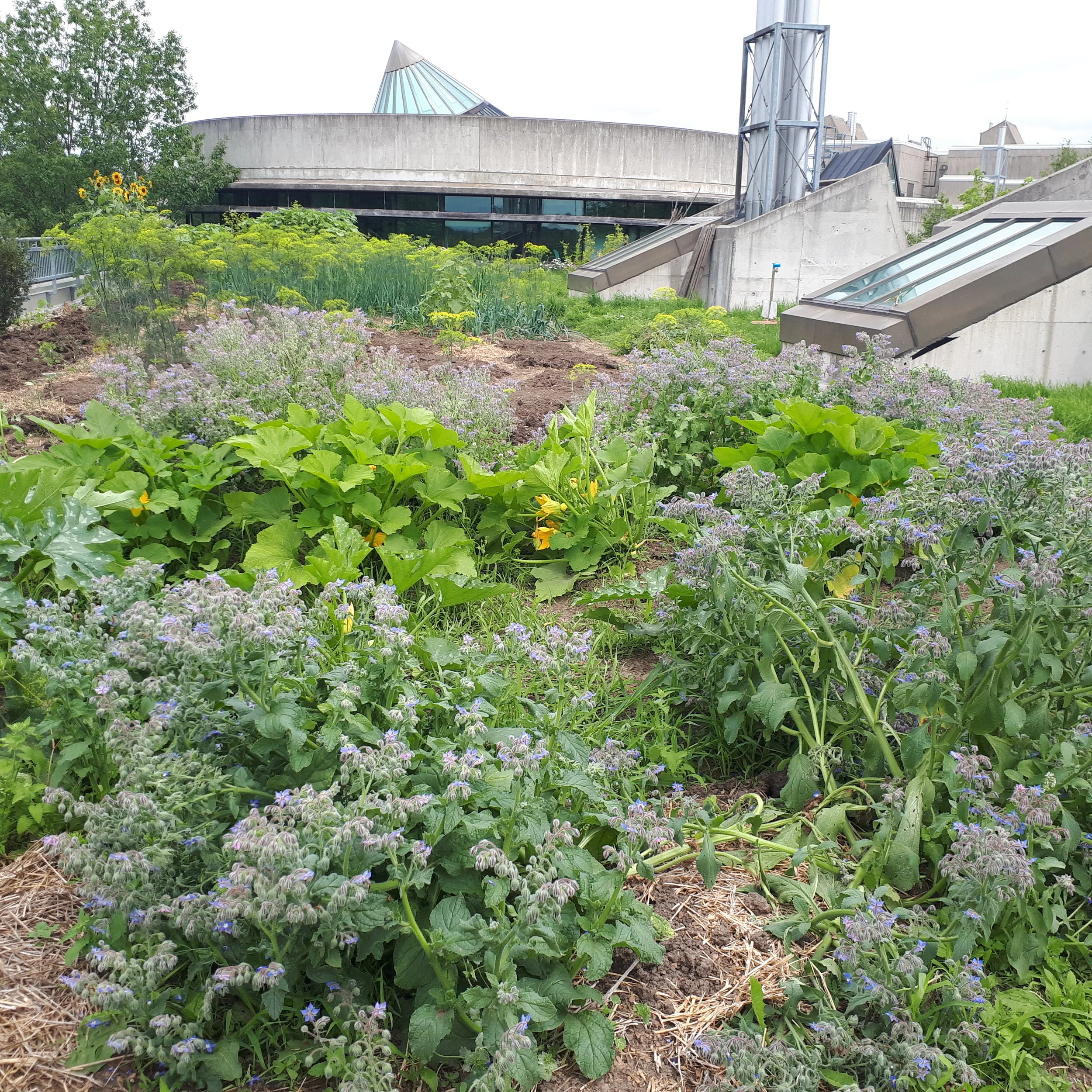 The Rooftop Garden’s borage in full bloom, 2017