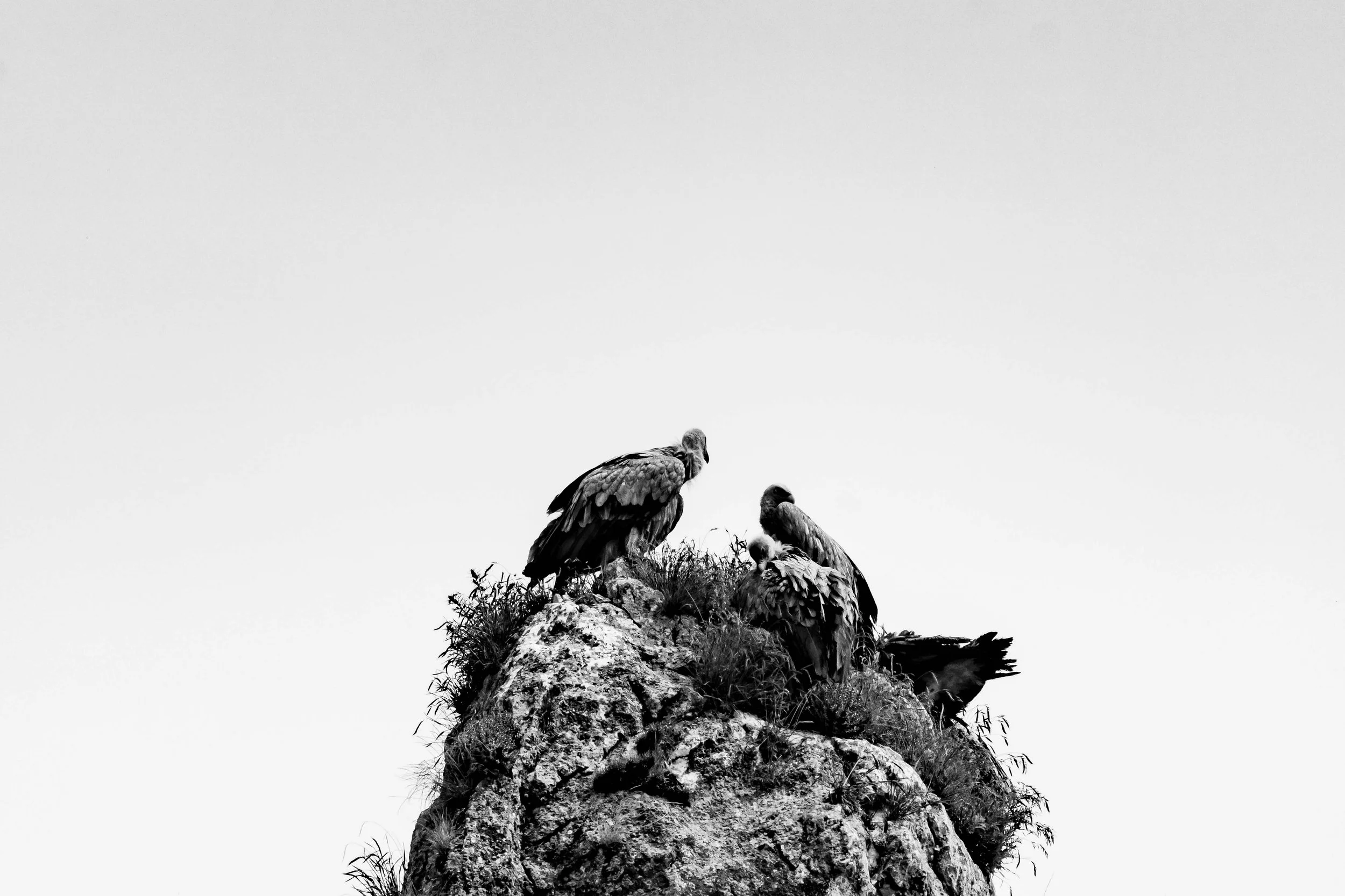 nest.jpg