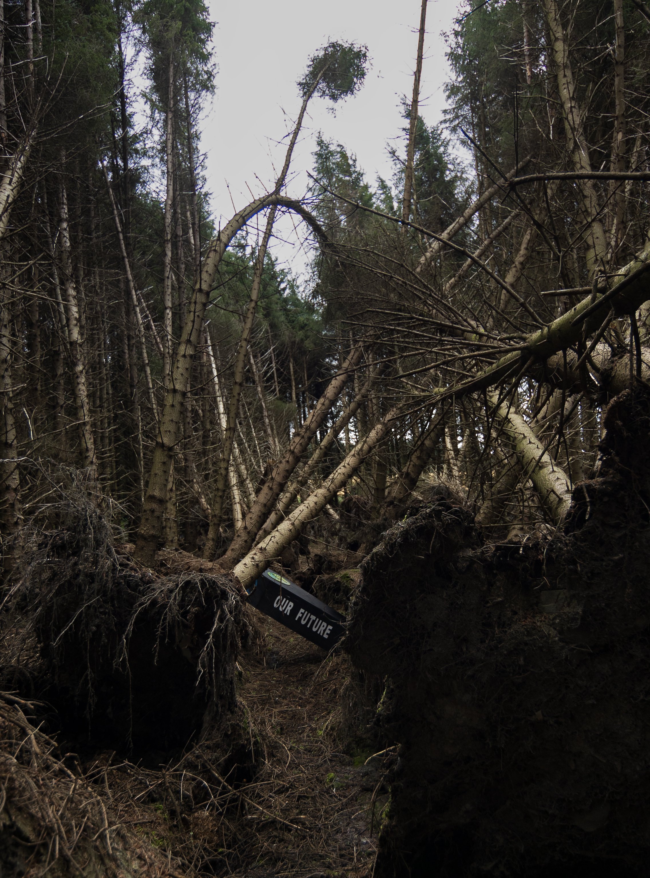 Forest Dying.jpg