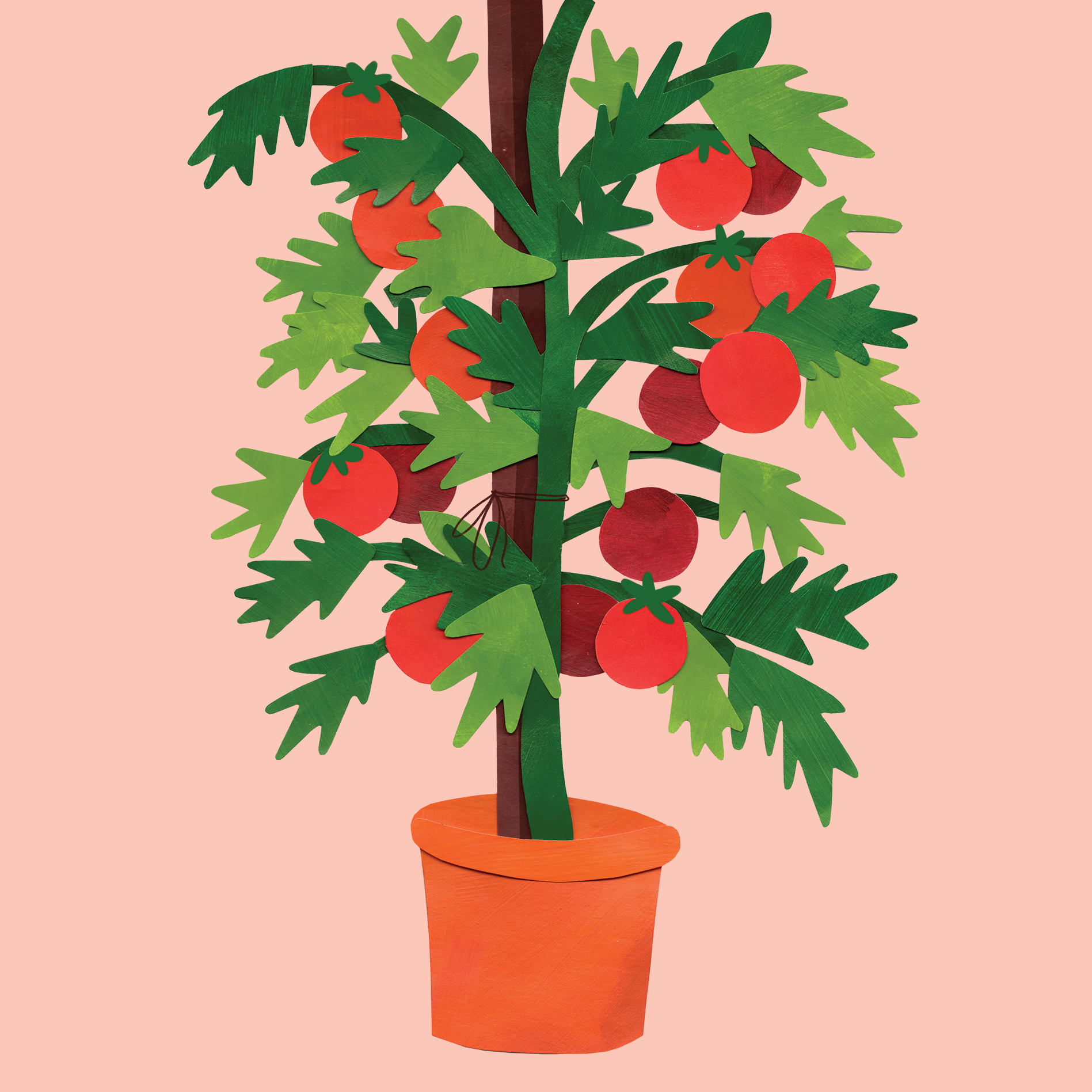 tomatopage.png