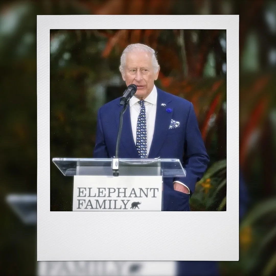 A royal highlight from last year. 🎥👑

Vision mixed the @elephantfamily: Wonders of the Wild gala at Temperate House, @kewgardens, an evening attended by King Charles III, Queen Camilla, Ronaldo and Ed Westwick, with @sophieellisbextor and @therealg