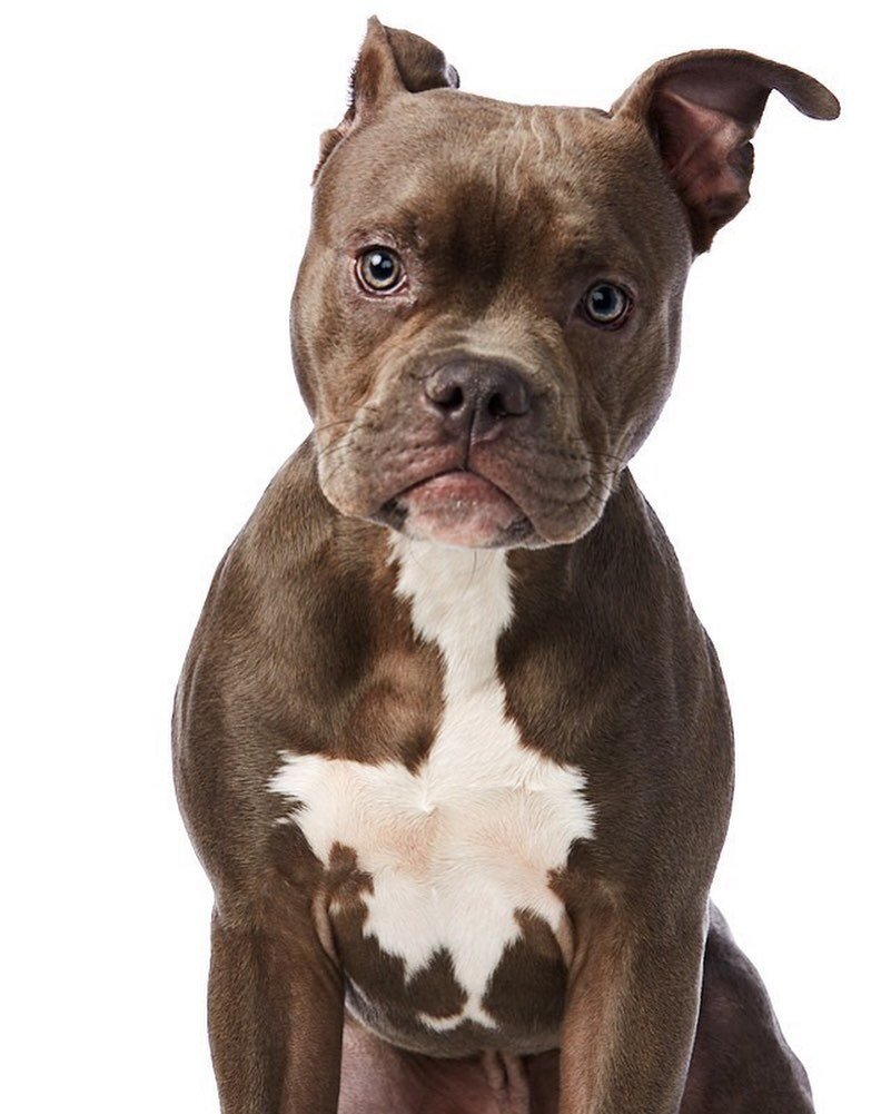 Where my dogs at? 

Come get your pet portrait @location05 

#nyc #location05 #hudsonyards #portraitphotography #photography #dogs #pets #pitbull #studio #photostudio #fashionblogger #chewy #petco #petlovers #petphotography