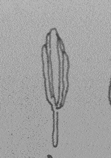 tumblr_oehy5dAhko1uigsu6o1_250.gif