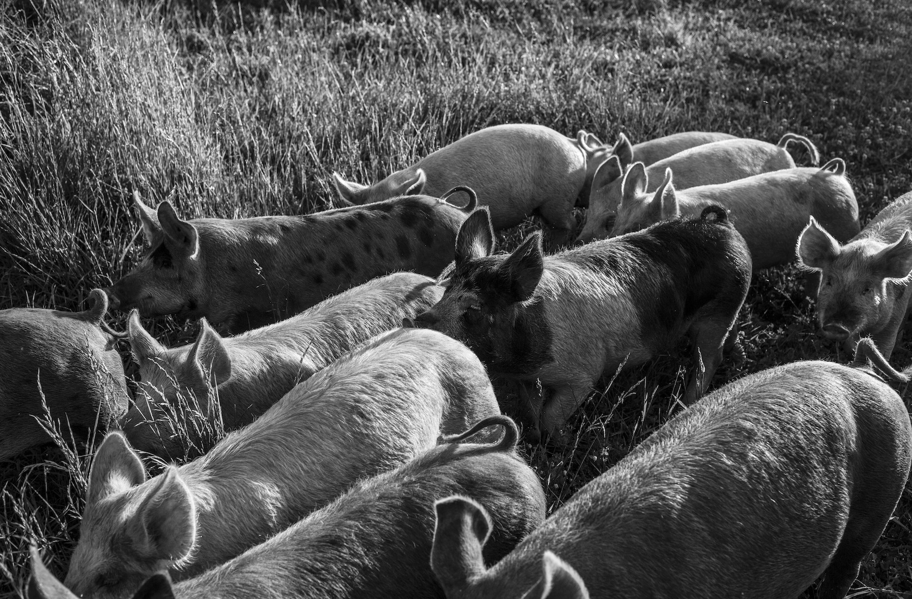 North Carolina Pasture-Raised Pork