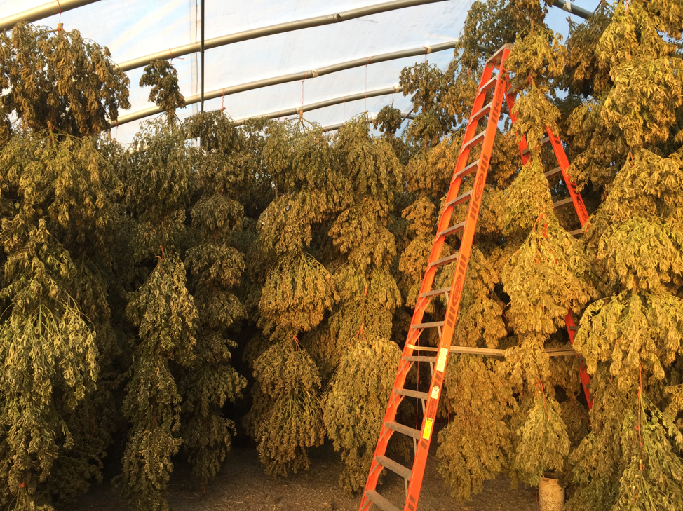 Drying in greenhouse