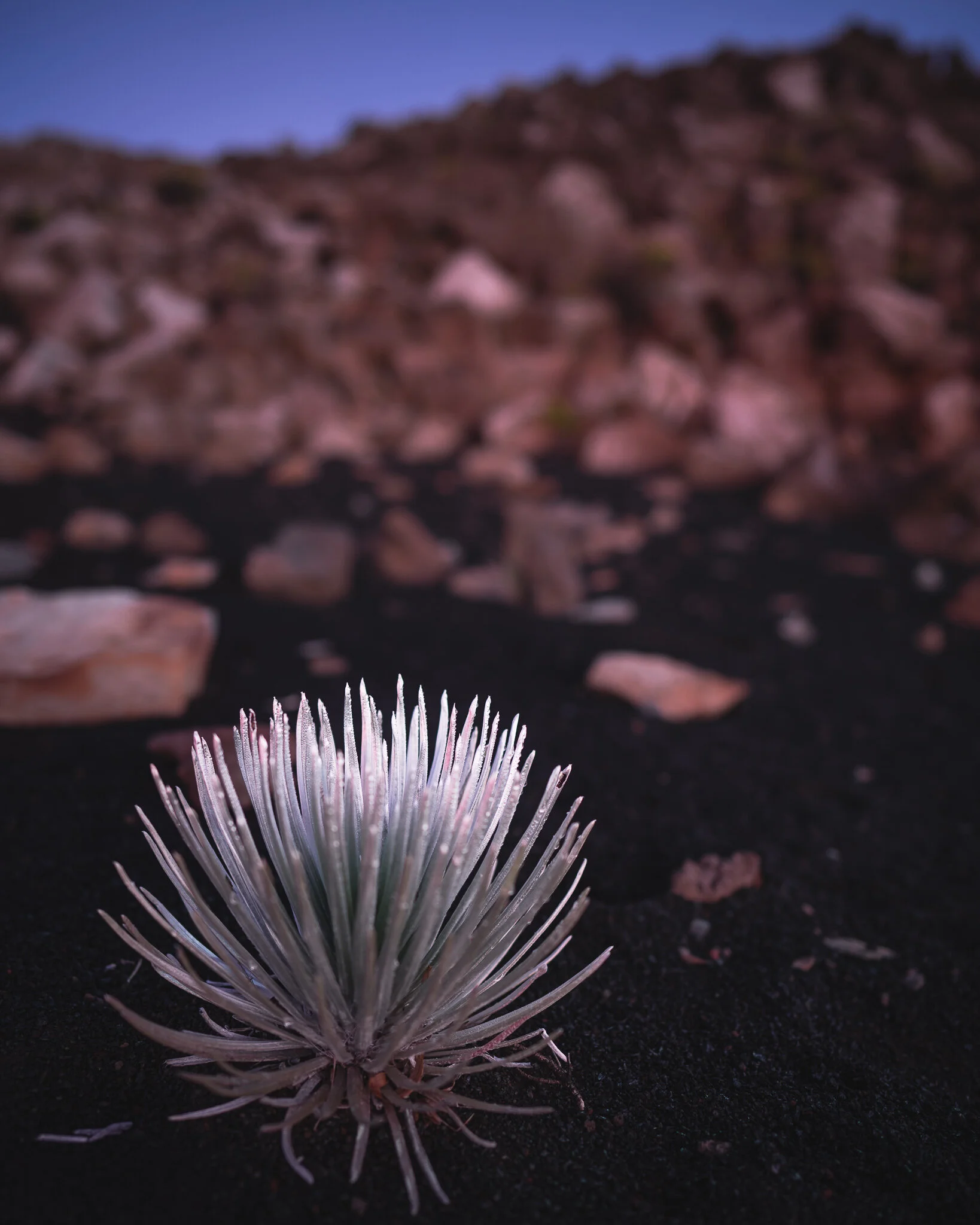 Haleakalā Silversword (‘āhinahina in Hawaiian for “very gray”)