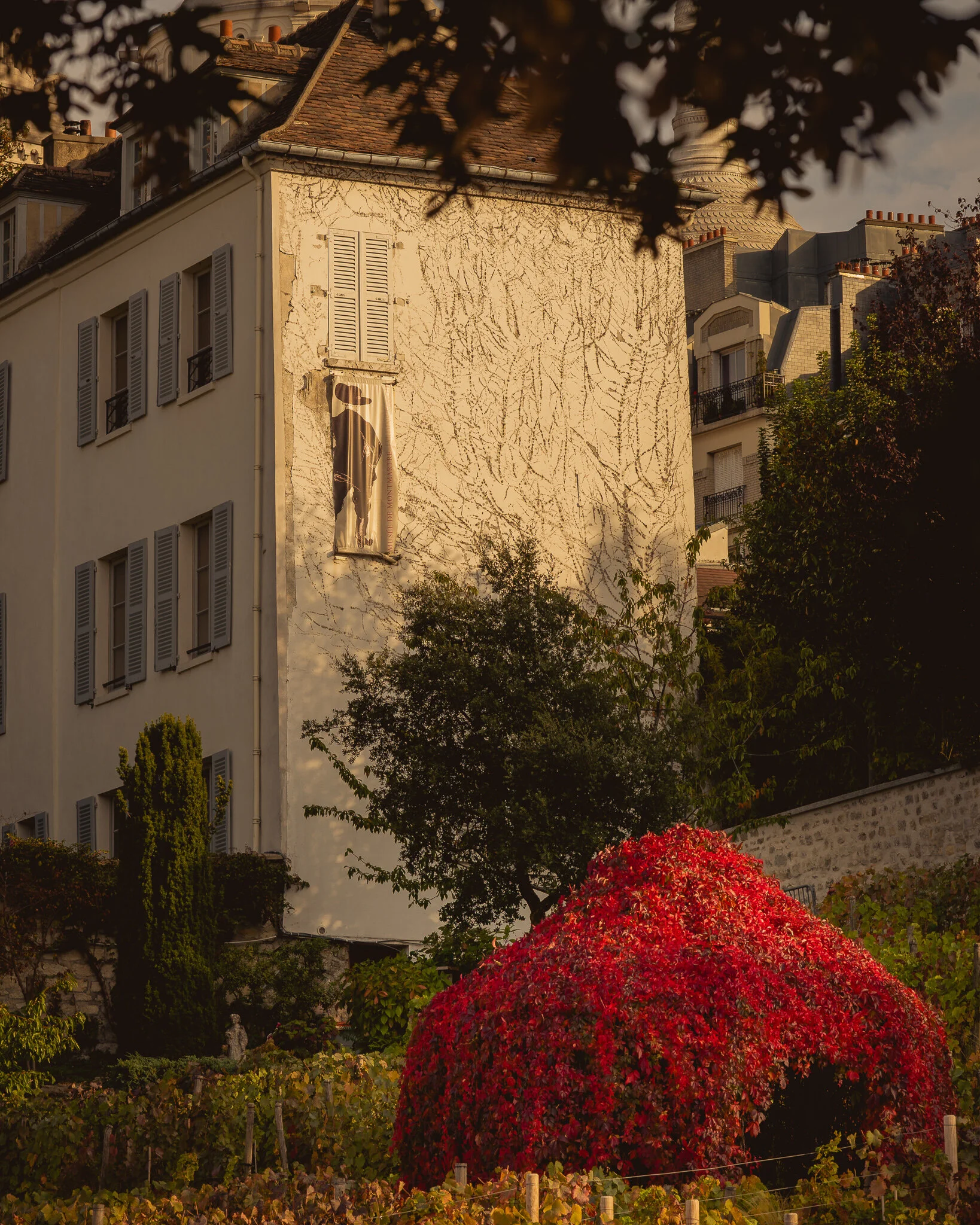 Vines du Clos Montmartre - Shot in the late afternoon (99mm f/11 1/100 ISO 125)
