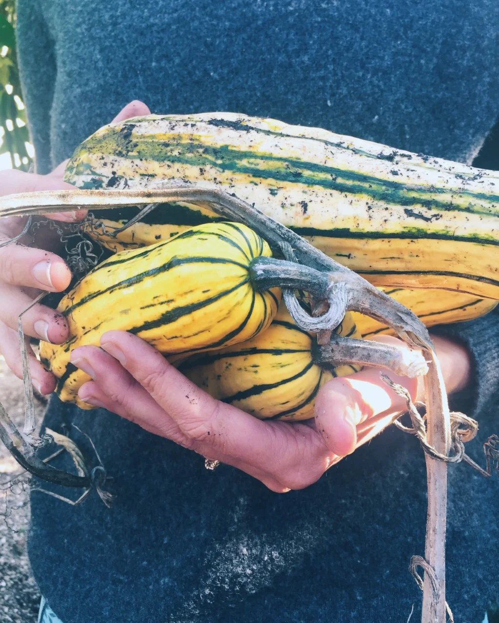 Delicata Winter Squash
