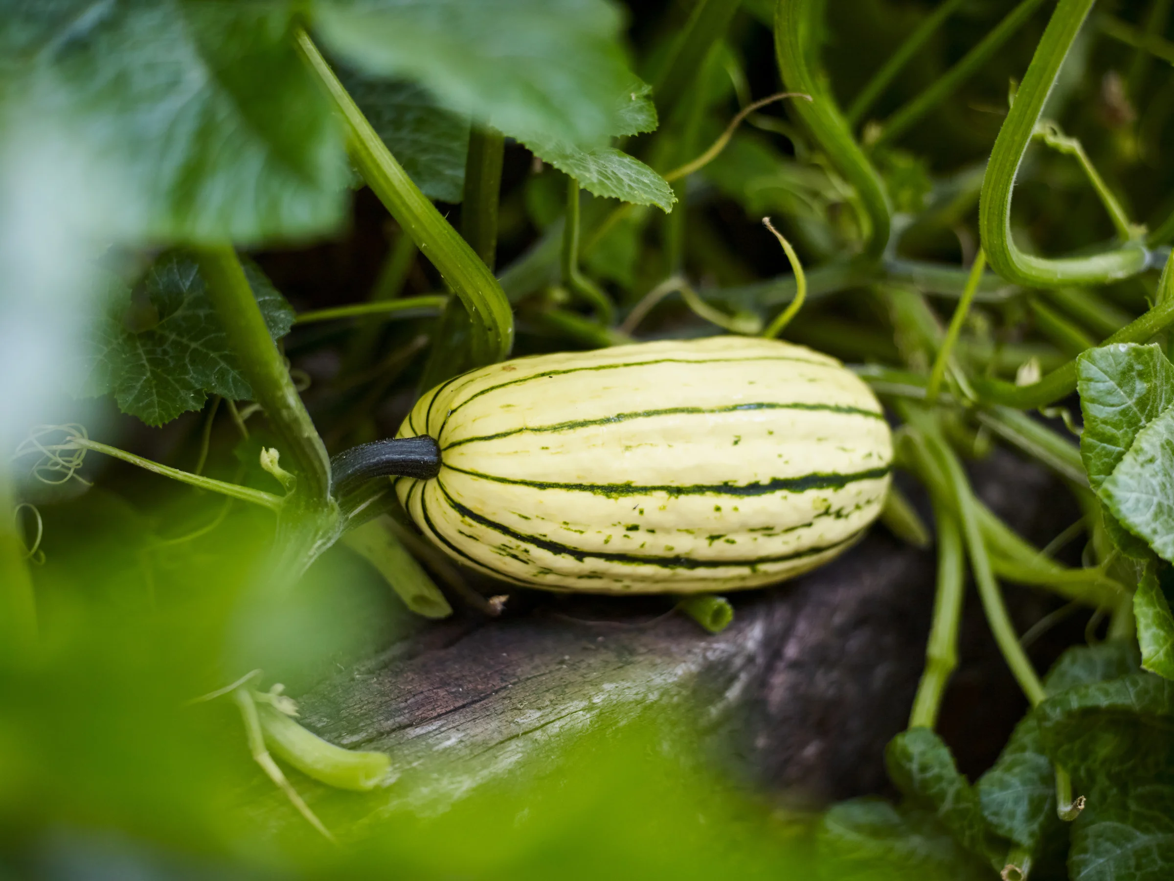 squash_AnnaGreenland_058.jpg