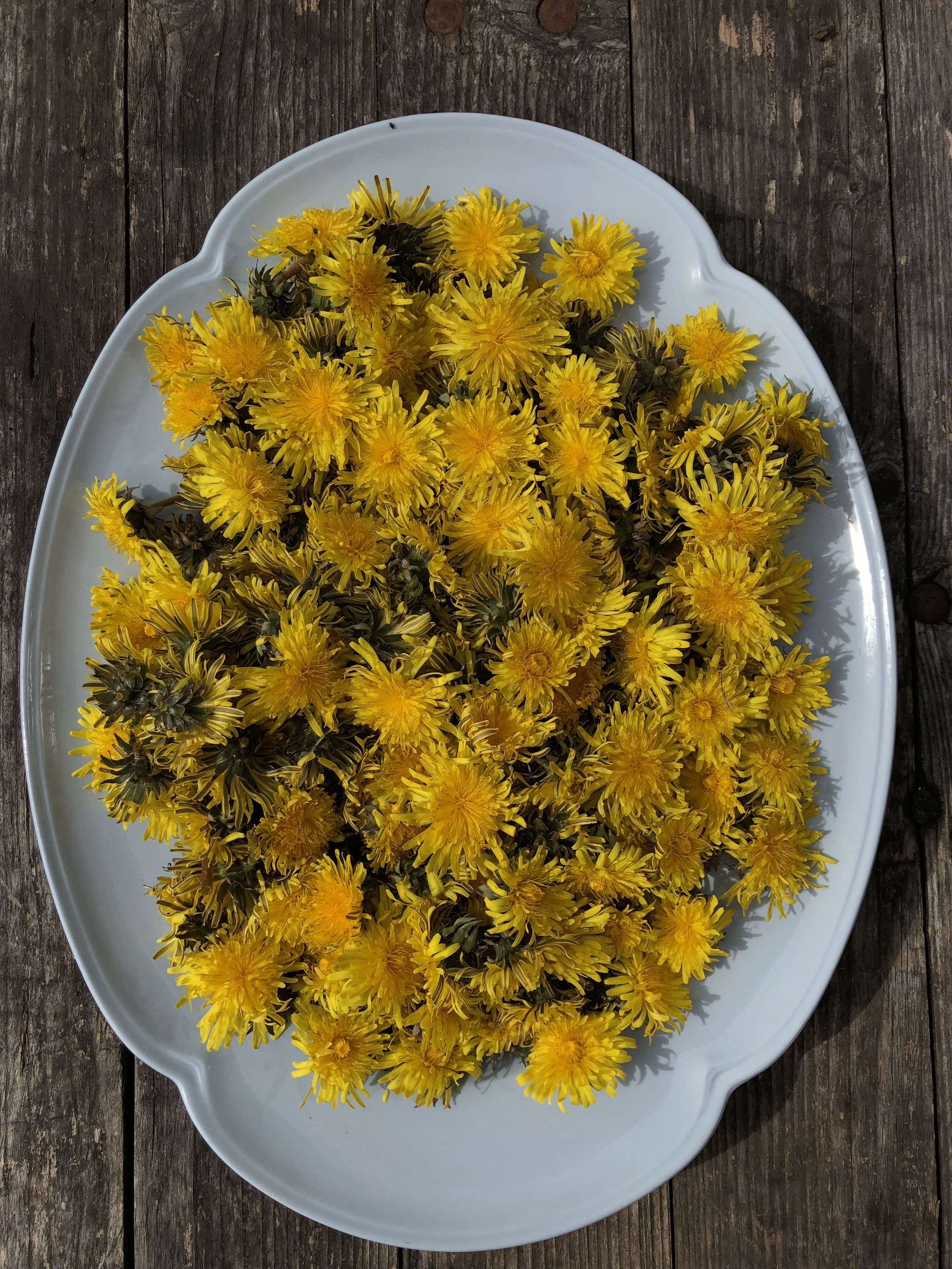 dandelions.jpg