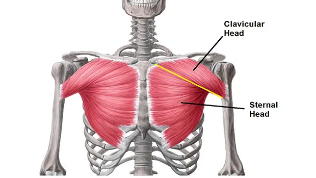 Pec-Pic.jpg